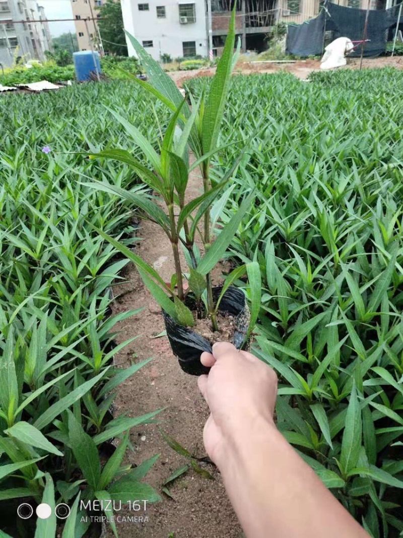 紫花翠芦莉