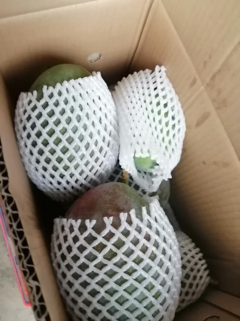 攀枝花自家果园新鲜凯特芒果现摘现发