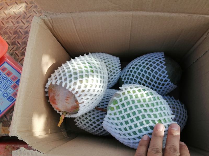 攀枝花自家果园新鲜凯特芒果现摘现发