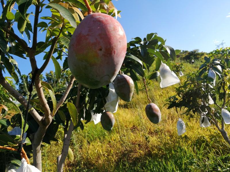 攀枝花自家果园新鲜凯特芒果现摘现发