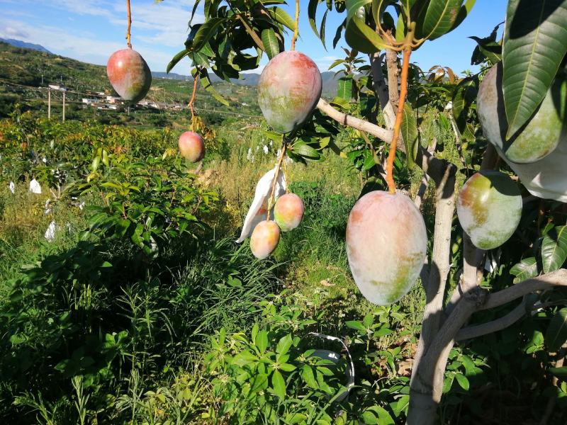 攀枝花自家果园新鲜凯特芒果现摘现发