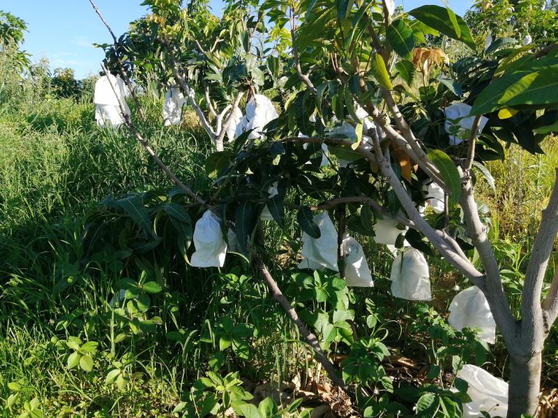 攀枝花自家果园新鲜凯特芒果现摘现发