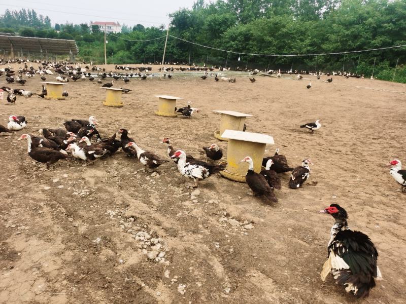 番鸭