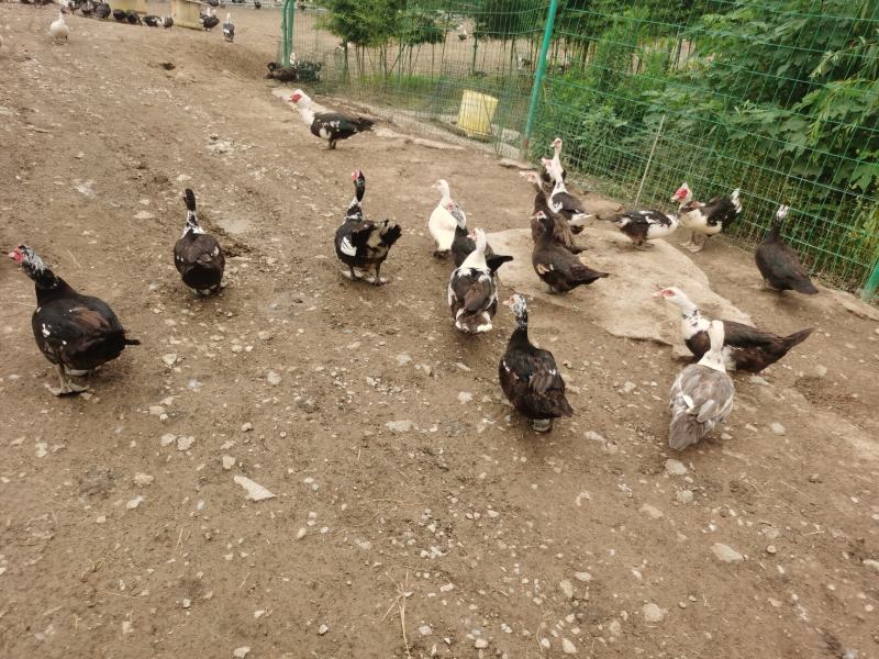 番鸭