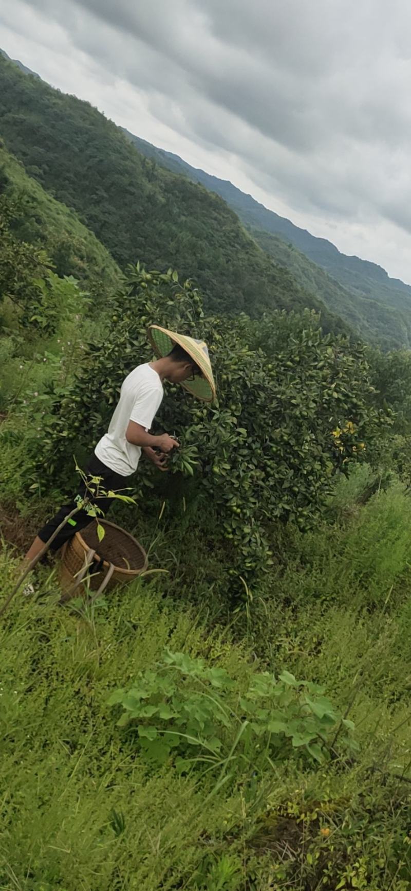 蜜橘早蜜橘湘西本地，产地货源，现摘现发