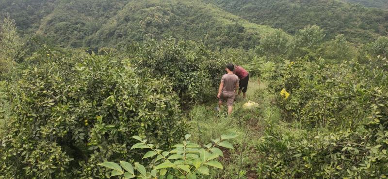 蜜橘早蜜橘湘西本地，产地货源，现摘现发