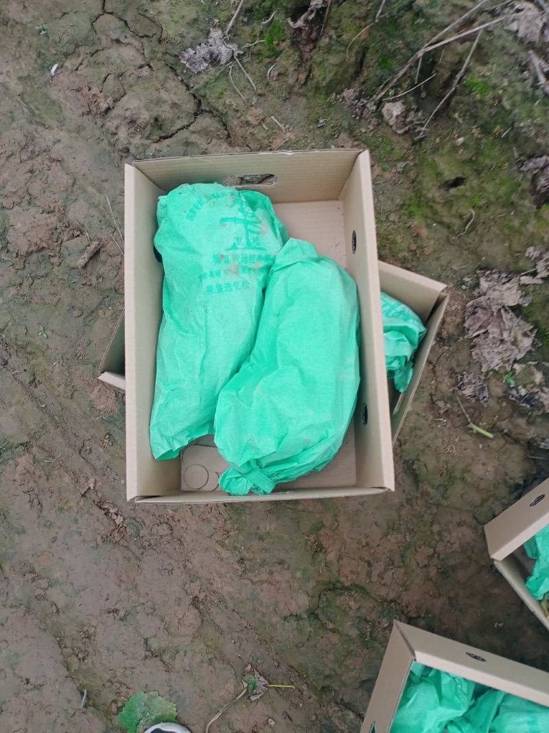 七月中旬到十月上旬陆地葡萄，各种品种，满足供应