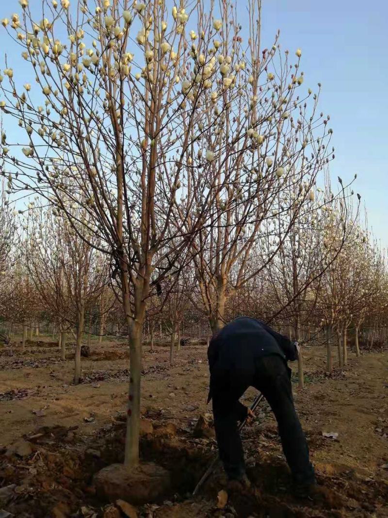 河南南阳大量1-50公分红白紫黄玉兰树基地直供规格齐全