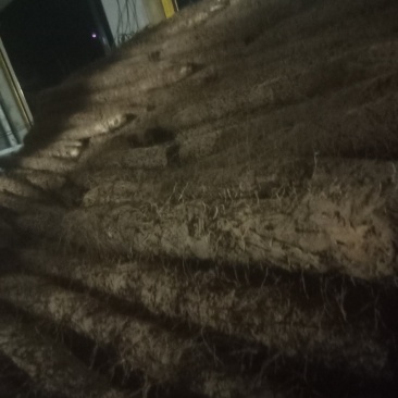 新山药开挖了有要的朋友可以联系了