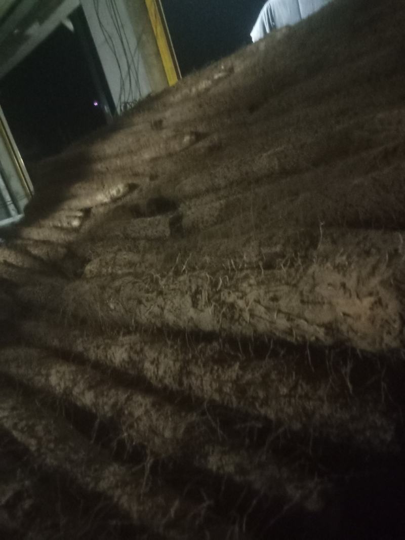 新山药开挖了有要的朋友可以联系了