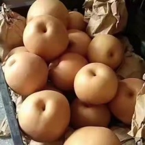 百亩晚秋黄梨，大量上市，质量好，价格低，货源充足，口感脆