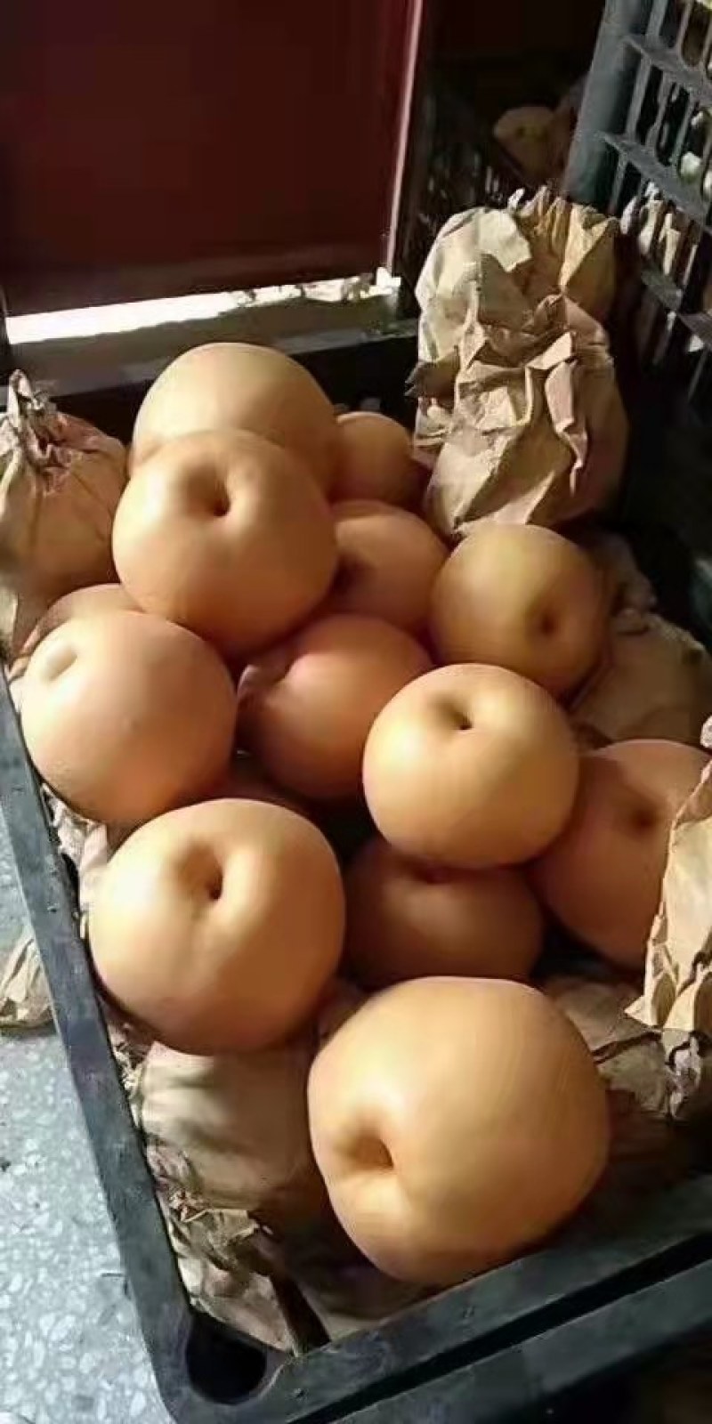 百亩晚秋黄梨，大量上市，质量好，价格低，货源充足，口感脆