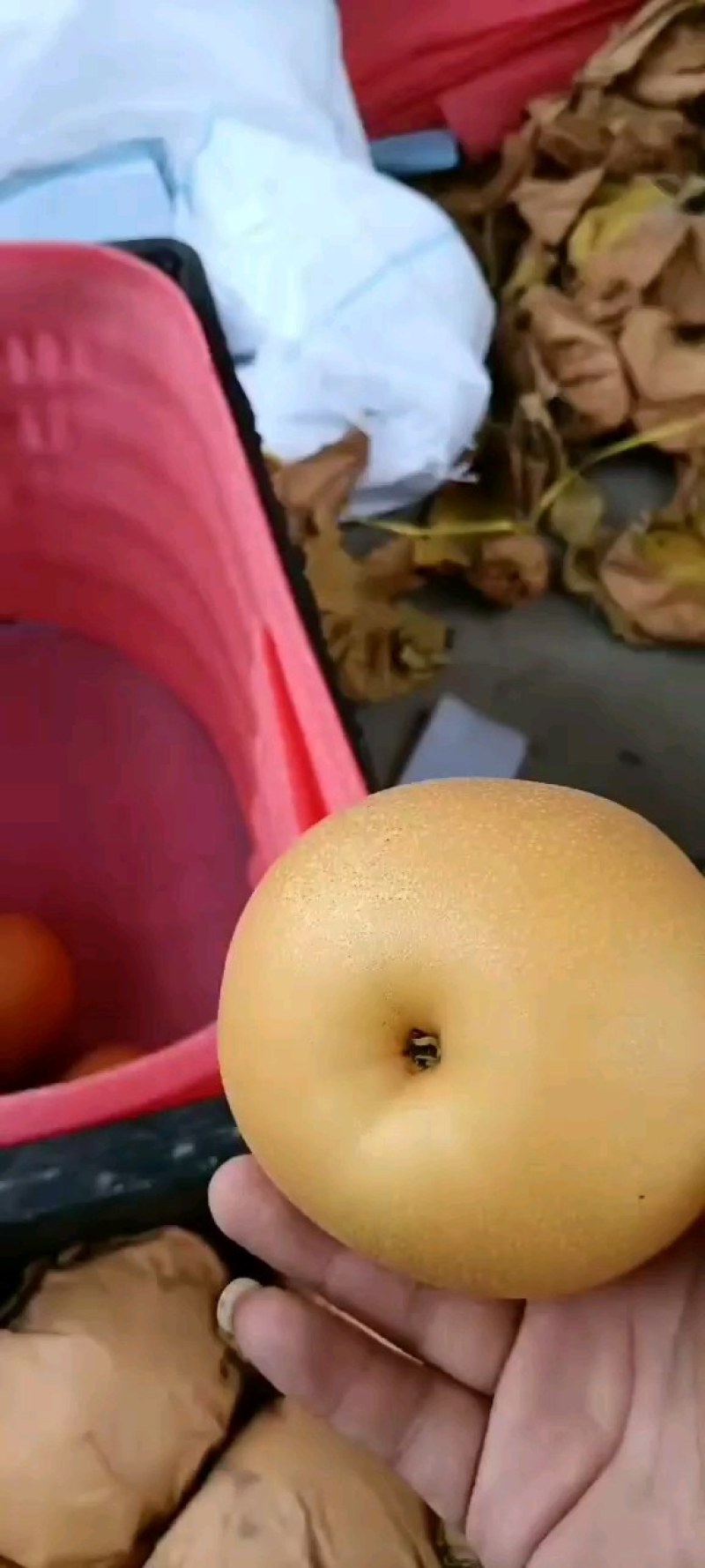 百亩晚秋黄梨，大量上市，质量好，价格低，货源充足，口感脆