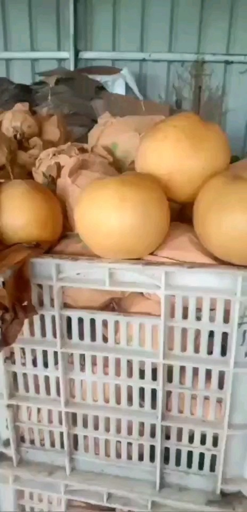 百亩晚秋黄梨，大量上市，质量好，价格低，货源充足，口感脆
