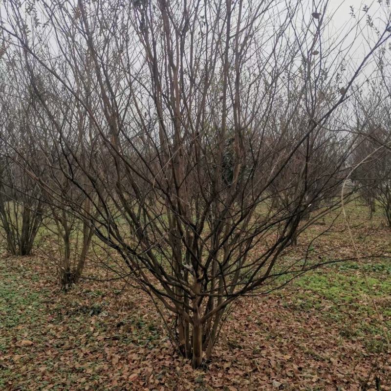 丛生精品山茱萸大量基地直供