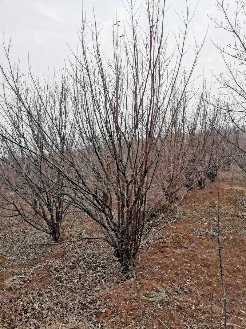 丛生精品山茱萸大量基地直供