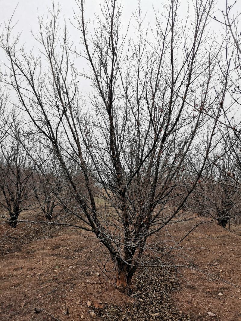 丛生精品山茱萸大量基地直供