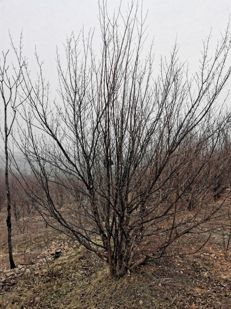 丛生精品山茱萸大量基地直供