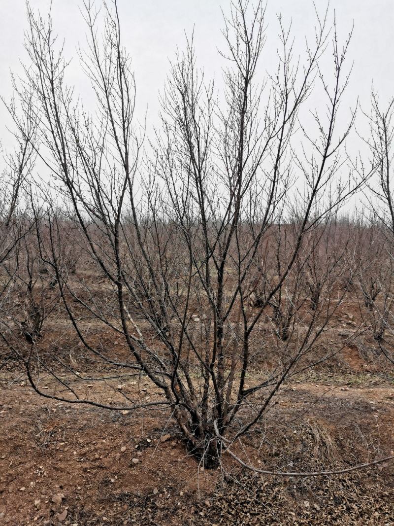 丛生精品山茱萸大量基地直供
