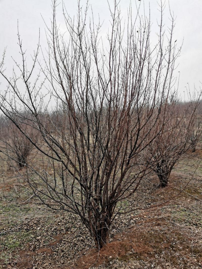 丛生精品山茱萸大量基地直供