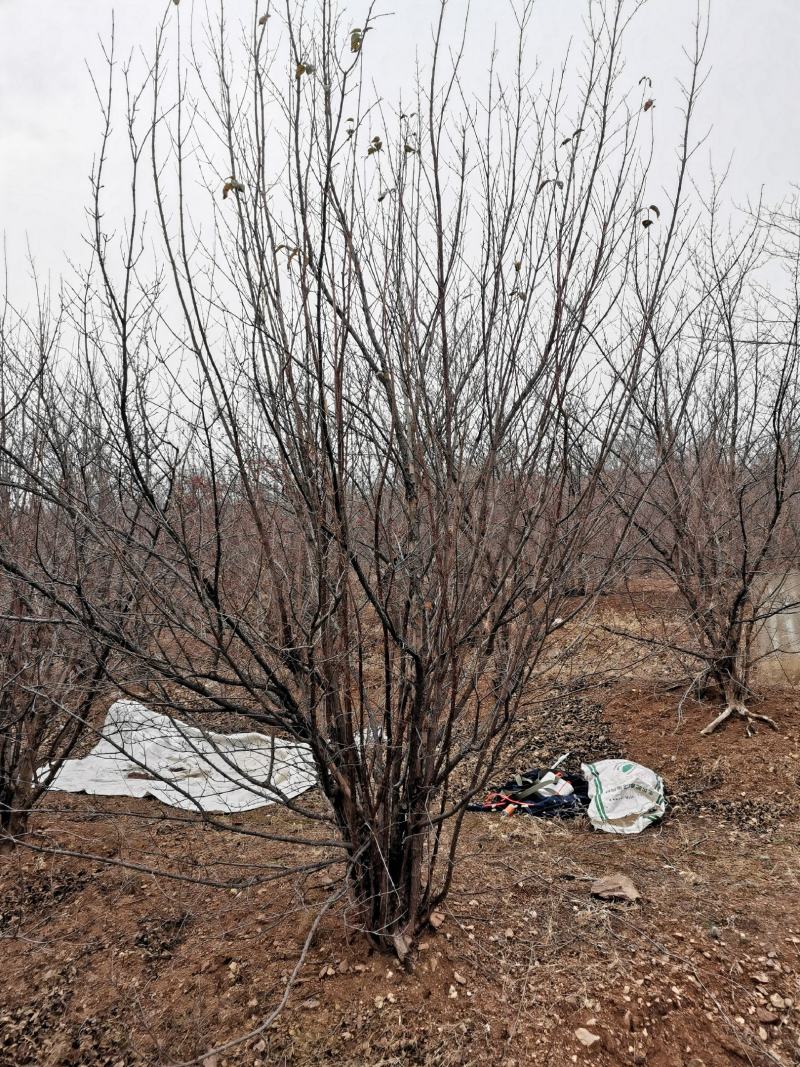 丛生精品山茱萸大量基地直供