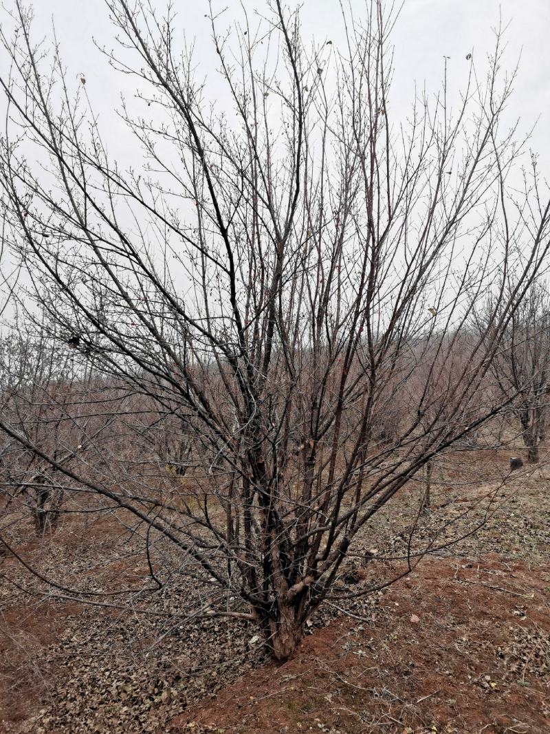 丛生精品山茱萸大量基地直供