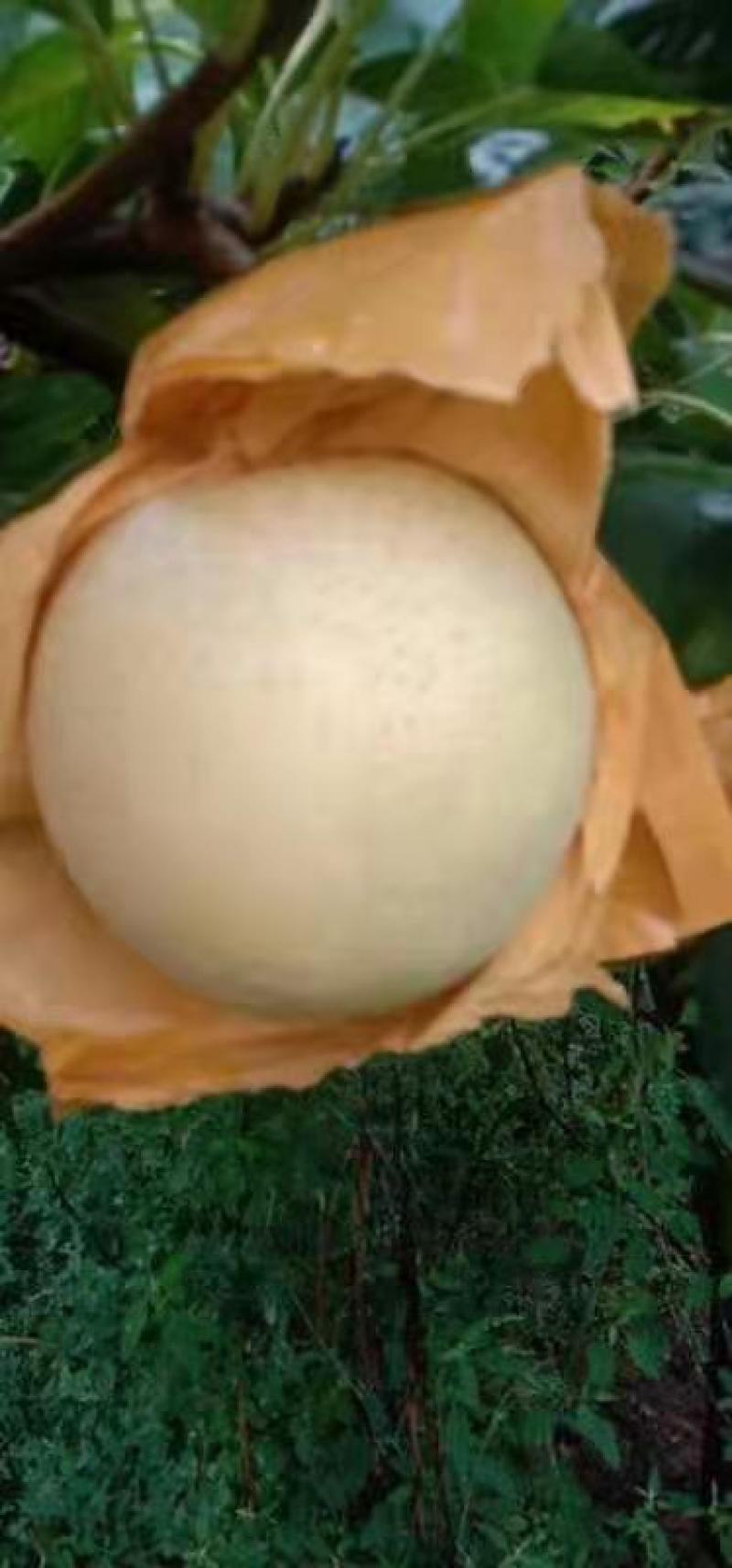 百亩晚秋黄梨，大量上市，质量好，价格低，货源充足，口感脆