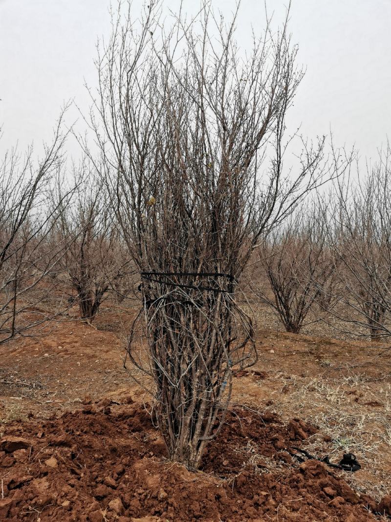 丛生精品山茱萸大量基地直供