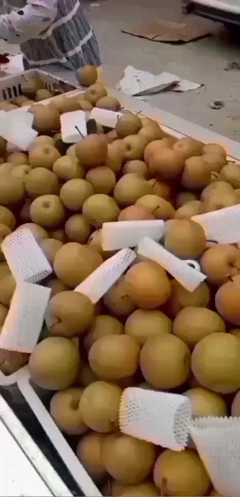 精品晚秋黄梨大量上市，质量好价格低。代发全国。