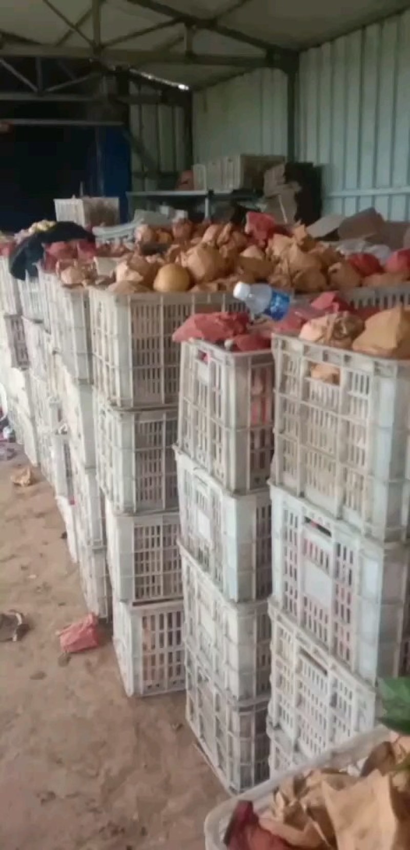 精品晚秋黄梨大量上市，质量好价格低。代发全国。