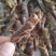 2019新鲜蚂蚱1斤/3斤昆虫活体冷冻东亚飞蝗虫公母蚂蚱
