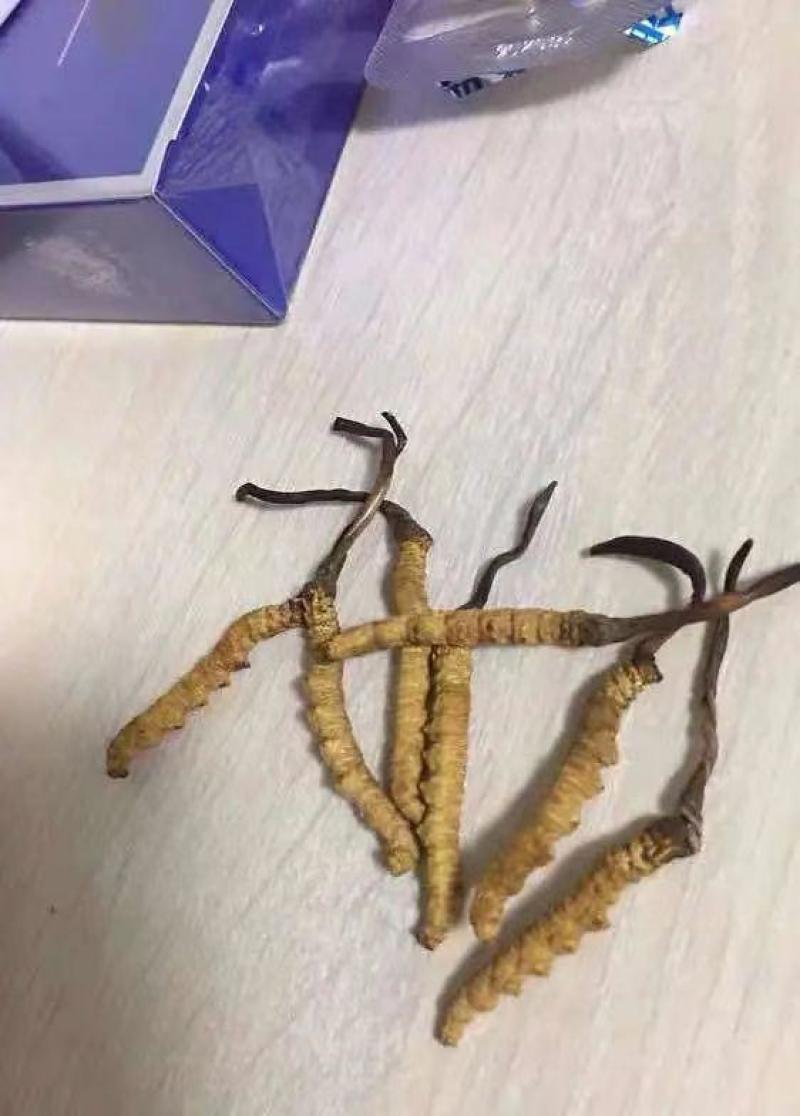 正宗野生冬虫夏草正品虫草野生虫草大虫草