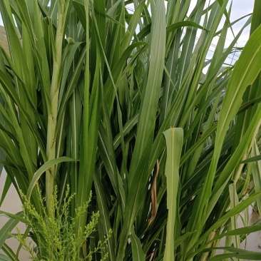 出售皇竹草节种