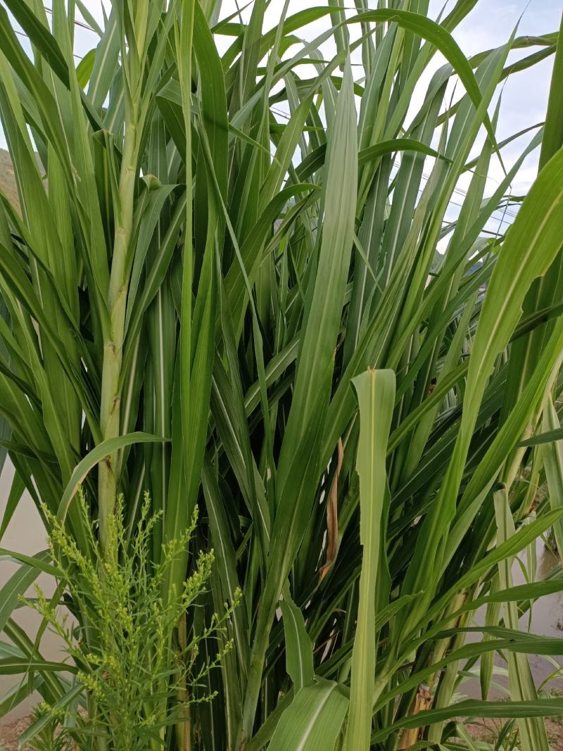 出售皇竹草节种