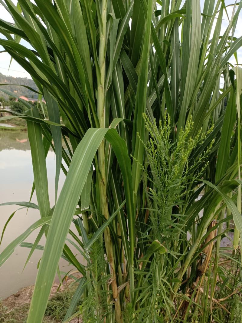 出售皇竹草节种