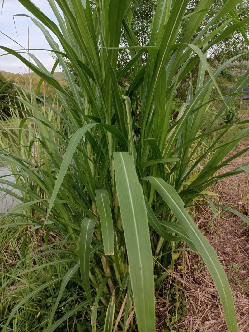 出售皇竹草节种