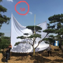 造型松黑松造型油松造型景松迎客松基地发货一棵起售