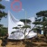 造型松黑松造型油松造型景松迎客松基地发货一棵起售