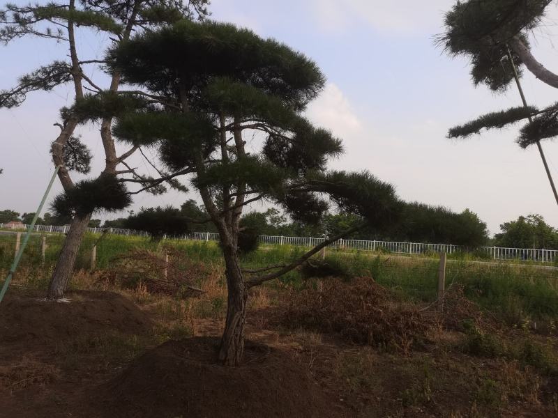 造型松黑松造型油松造型景松迎客松基地发货一棵起售