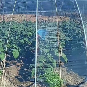 大棚膜农膜塑料薄膜长寿无滴膜po膜EVA消雾膜