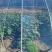 大棚膜农膜塑料薄膜长寿无滴膜po膜EVA消雾膜