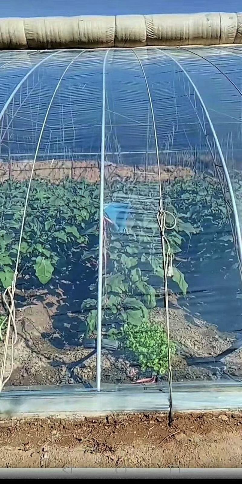 大棚膜农膜塑料薄膜长寿无滴膜po膜EVA消雾膜