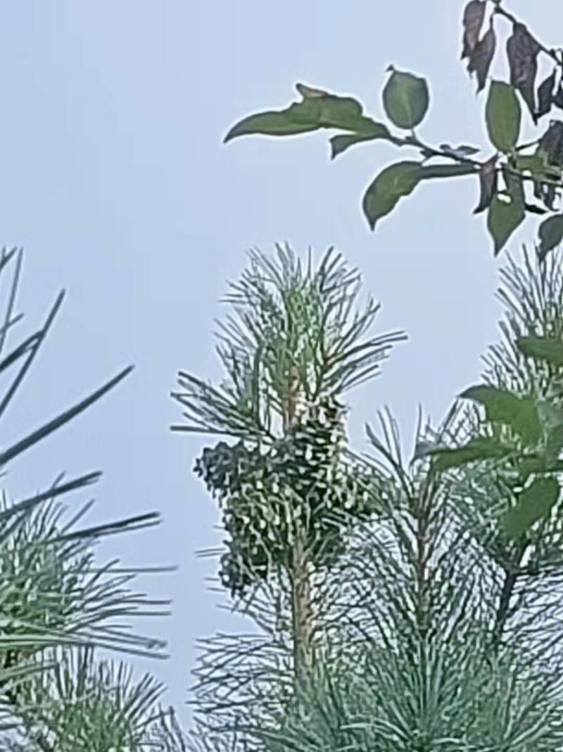 东北新鲜野生红松松塔