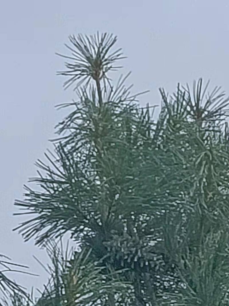 东北新鲜野生红松松塔