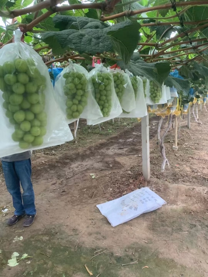 阳光玫瑰葡萄大量上市市场电商平台海量货源产地直供
