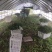 芹菜蔬菜基地种植品相优良价格便宜可长期稳定供应