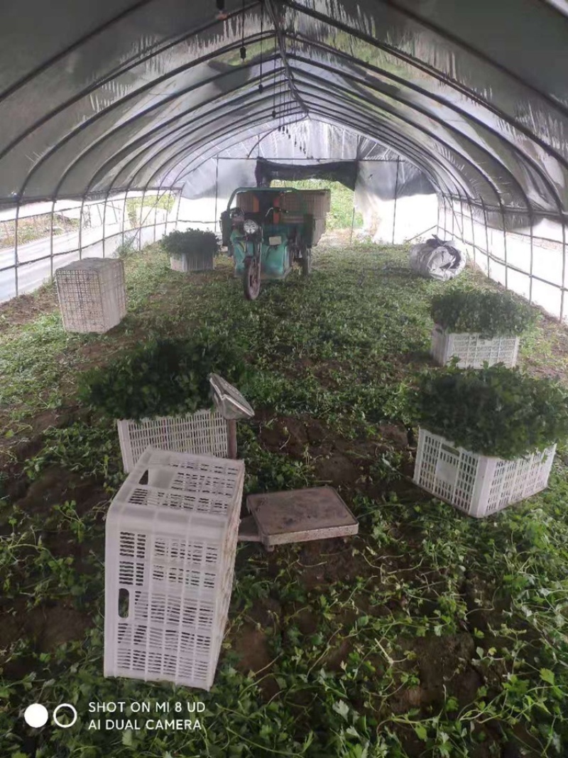 芹菜蔬菜基地种植品相优良价格便宜可长期稳定供应
