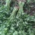 芹菜蔬菜基地种植品相优良价格便宜可长期稳定供应