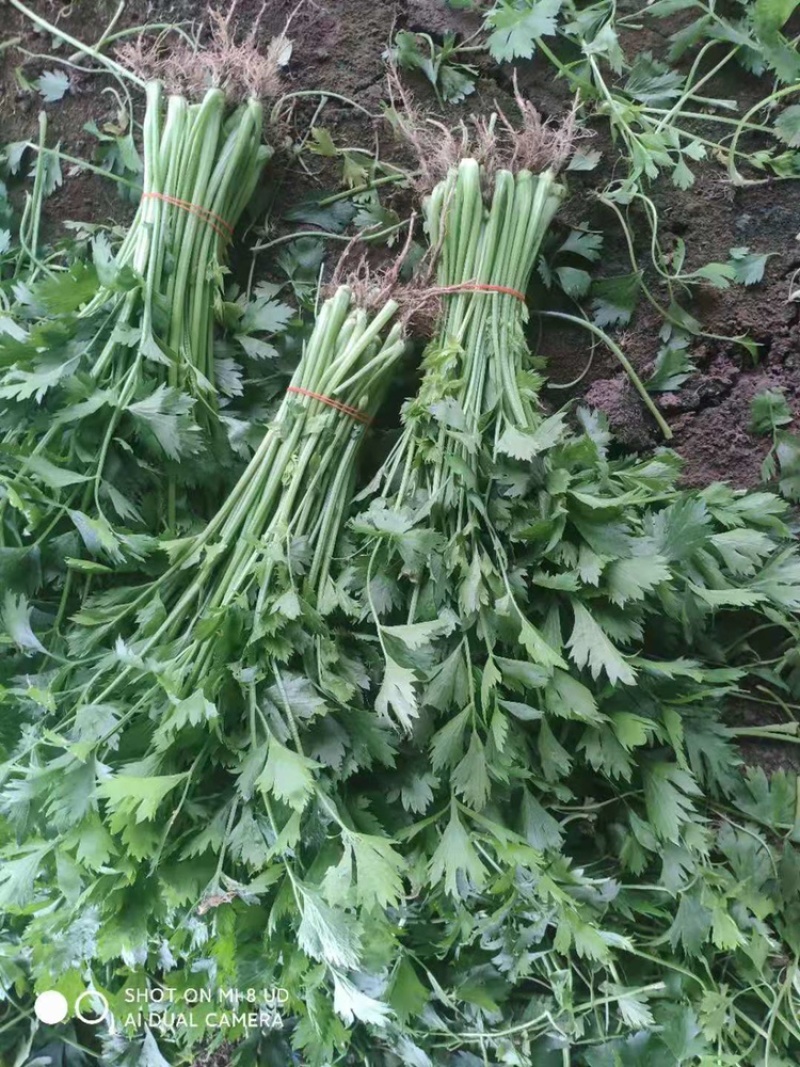 芹菜蔬菜基地种植品相优良价格便宜可长期稳定供应