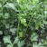 芹菜蔬菜基地种植品相优良价格便宜可长期稳定供应